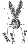 An illustration of the flower of the wheat plant.