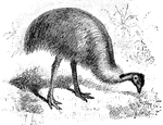 The Emu (Dromaius novaehollandiae) is a large bird of Australia in the Casuariidae family of cassowaries and emus.