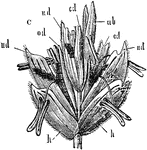 An illustration of a wheat spikelet.