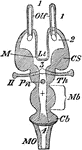 "Diagram of Vertebrate Encephalon ... in horizontal section. Mb, mid-brain; in front of it all is forebrain, behind it all is hind-brain; Lt, laminaterminalis; Olf, olfactory lobes; Pn, pineal body, or conarium; M, foramen of Monro; CS, corpus striatum; Th, optic thalamus; Cb, cerebellum; MO, medulla oblongata; I, olfactory nerves; II, optic nerves; 1, olfactory ventricle; 2, lateral ventricle; 3, third ventricle; 4, fourth ventricle; + is in the iter e tertio ad quartum ventriculum." -Whitney, 1911