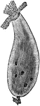 "Enchylis pupa. The typical genus of the family Encheliyidae, with simply ciliate terminal mouth, as in E. farcimen." -Whitney, 1911