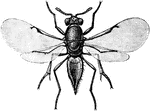 Encyrtus cecidomyiae is a species of wasp in the Encyrtidae family of parasitic wasps.