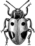 The Handsome Fungus Beetle (Endomychus biguttatus) is an insect in the Cucujoidea superfamily of beetles.