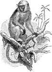 The Northern Plains Gray Langur (Semnopithecus entellus) is a primate in the Cercopithecidae family of Old World monkeys.