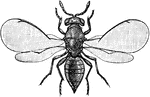Chrysocharis imbrasus is an insect in the Chalcidoidea family of Chalcid wasps.