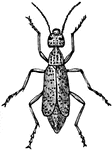 Epicauta pardalis is a species of blister beetle in the Meloidae family.