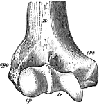 "Anterior View, Distal End, of Right Humerus of a Man. H, humerus; epc, epicondyle, or external supracondyloid protuberance; ept, epitrochlea, or internal supracondyloid protuberance; cp, capitellum, or convex articular suface for head of radius; tr, trochlea, or transversely concave articular surface for the ulna; epc and cp are together the ectocondyle, and ept and tr are together the entocondyle." -Whitney, 1911