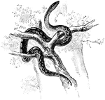 The Ringed Boa (Epicrates cenchria) is a non-venomous snake in the Boidae family of boas.