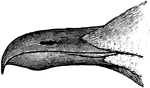 The bill of the gull (Laridae) is epignathous: "hook-billed; having the end of the upper mandible decurved over and beyond that of the lower one." -Whitney, 1911