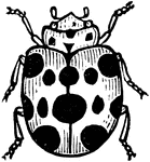 Epilachna borealis is a species of squash beetle in the Coccinellidae family of ladybugs.