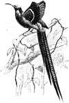 The Great Sickle-Bill (Epimachus speciosus) is a bird of paradise in the Paradisaeidae family.