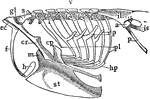 "Epipleurae.-- Thorax, scapular arch, and part of pelvic arch of a bobolink (Dolichonyx oryzivorus). ep, four epipleurae or uncinate processes of as many ribs; pl, pleurapophysial parts of seven ribs; hp, hemapopysial parts of six ribs; v, dorsolumbar vertebrae; st, sternum (the letters are on the carina or keel); m, manubrium sterni; cp, costal process of sternum, bearing f, furcula; ec, epiclidium of furcula; h, hypoclidium of fucula; gl, glenoid fossa, formed by coracoid and scapula; il, ilium; is, ischium; p, pubis; a, acetabulum." -Whitney, 1911