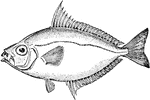 The Common Ponyfish (Leiognathus equulus) is a species of ponyfish in the Leiognathidae family.