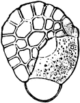 An illustration of a germinating spore of the common polypody: sp, exospore; k, first root-hair.