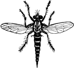 Efferia aestuans (or Erax bastardi) is an insect in the Asilidae family of robber flies.