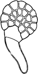 An illustration of a germinating spore of the common polypody: sp, exospore; k, first root-hair.