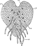 An illustration of a microscopic view under the surface of a young prothallus: pr, prothallus; w, root-hairs; an, antheridia; ar, archegonia. A prothallium, or prothallus is usually a pteridophyte, i.e. spore-bearing plant, (almost exclusively ferns) in gametophyte stage in the alternation of generations cycle.