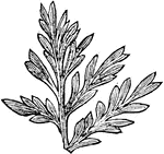 Eremopteris artemisiaefolia is a species of "a genus of fossil ferns, separated from Sphenopteris." -Whitney, 1911