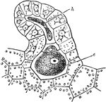 An illustration of the archegonium of bracken. An archegonium (pl: archegonia), is a multicellular structure or organ of the gametophyte phase of certain plants producing and containing the ovum or female gamete. The archegonium has a long neck and a swollen base.