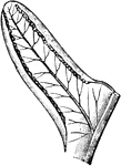 An illustration of a pinnule of pteris showing veins and sori.