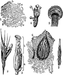 "1. Cross-section of the ovary (sphacelia), in the early stage of the fungus, showing the mycelium (a a a), conidophores (b b), and conidia (c c). 2. Ergot on its supporting grass. 3. Fully developed ergot (a), bearing the furrowed remains of the ovary (b). 4. Ergot which has produced 7 stromata. 5. Longitudinal medial section of a stroma, showing the numerous perithecia just beneath the surface. 6. Longitudinal medial section of a perithecium, showing the slender asci arising from the base. 7. An isolated ascus from which the filiform spores are escaping." -Whitney, 1911
