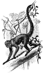 The Southern Muriqui (Brachyteles arachnoides) is a wooly spider monkey in the Atelidae family of New World monkeys.
