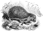 The West European Hedgehog (Erinaceus europaeus) is a small mammal in the Erinaceidae family of hedgehogs.