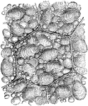 An illustration of potato starch cells.