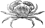 Eriphia laevimana is a crustacean in the Cancridae family of crabs.