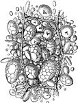 An illustration of corn starch cells.