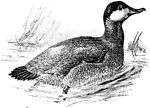 The Ruddy Duck (Oxyura jamaicensis) is a small stiff-tailed duck in the Anatidae family of ducks, geese, and swans.