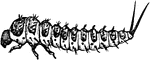 The larva of Erotylus boisduvali, a fungus beetle.