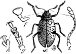 Erotylus boisduvali, a fungus beetle. "e, beetle; f, palpus; g, tarsus, from below; h, terminal joint of tarsus, from above; i, antenna." -Whitney, 1911