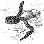 The Javelin Sand Boa (Eryx jaculus) is a snake in the Boidae family of boas.