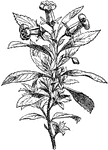 "Escallonia macrantha. Escallonia is a South American genus of trees or shrubs, of the natural order Saxifragaceae, allied to the Itea of the United States." -Whitney, 1911