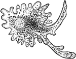 An illustration of an amoeba: n, nucleus.