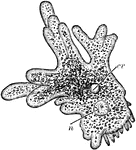An illustration of an amoeba: n, nucleus; cv, contractile vacuole.