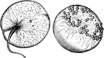 An illustration of Noticulales with buds. The Noctilucales are a peculiar order of marine dinoflagellates. They differ from most others in that the mature cell is diploid and its nucleus does not show a dinokaryotic organization. These cells are very large, from 1 to 2 millimetres in diameter, and are filled with large buoyant vacuoles. Some may contain symbiotic green algae, but there are no chloroplasts. Instead, they feed on other plankton, and there is usually a special tentacle involved in ingestion.