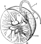 An illustration of Noticulales in section: an, anus; d, denticle; f, flagellum; t, tentacle. The Noctilucales are a peculiar order of marine dinoflagellates. They differ from most others in that the mature cell is diploid and its nucleus does not show a dinokaryotic organization. These cells are very large, from 1 to 2 millimetres in diameter, and are filled with large buoyant vacuoles. Some may contain symbiotic green algae, but there are no chloroplasts. Instead, they feed on other plankton, and there is usually a special tentacle involved in ingestion.