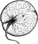 The Noctilucales are a peculiar order of marine dinoflagellates. They differ from most others in that the mature cell is diploid and its nucleus does not show a dinokaryotic organization. These cells are very large, from 1 to 2 millimetres in diameter, and are filled with large buoyant vacuoles. Some may contain symbiotic green algae, but there are no chloroplasts. Instead, they feed on other plankton, and there is usually a special tentacle involved in ingestion.