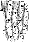 Eschara elegans (Coscinopleura) is a prehistoric bryozoan, a marine animal similar to a coral.