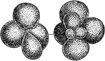 Modern Foraminiferal types - Globigerina.