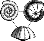 Modern Foraminiferal types - Rotalia