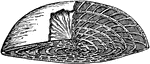 Shell of a Nummulite cut transversely and in part horizontally.