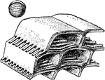 A typical foraminiferal shell shaped more or less like a football in form (diagrammatical view).