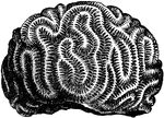 Head of brain coral with corallum.