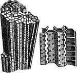 A characteristic a-separate compound coral. The columns are prismatic and their walls pierced by regular pores. Internally the tubes are divided by horizontal plates or tabulae. This is an important limestone builder in the Palaeozoic.