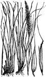 "Esparto-Grasses. 1, 4, stalk and fruit of Macrochloa tenacissima. 2, 3, 5, stalk, flowering stem, and fruit of Lygeum Spartum." -Whitney, 1911