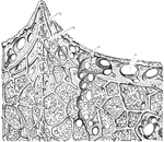An illustration of the upper portion of a sponge: p, Pore; s, Subdermal cavity; c1, chief fiver of the skeleton; c2, connecting film. The sponges or poriferans (from Latin porus "pore" and ferre "to bear") are animals of the phylum Porifera. Their bodies consist of an outer thin layer of cells, the pinacoderm and an inner mass of cells and skeletal elements, the choanoderm. Sponges do not have nervous, digestive or circulatory systems. Instead most rely on maintaining a constant water flow through their bodies to obtain food and oxygen and to remove wastes, and the shapes of their bodies are adapted to maximize the efficiency of the water flow.