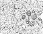 An illustration of the lower portion of a sponge.  O, OS, and M are illustrations of sponge eggs magnified forty times.  The sponges or poriferans (from Latin porus "pore" and ferre "to bear") are animals of the phylum Porifera. Their bodies consist of an outer thin layer of cells, the pinacoderm and an inner mass of cells and skeletal elements, the choanoderm. Sponges do not have nervous, digestive or circulatory systems. Instead most rely on maintaining a constant water flow through their bodies to obtain food and oxygen and to remove wastes, and the shapes of their bodies are adapted to maximize the efficiency of the water flow.